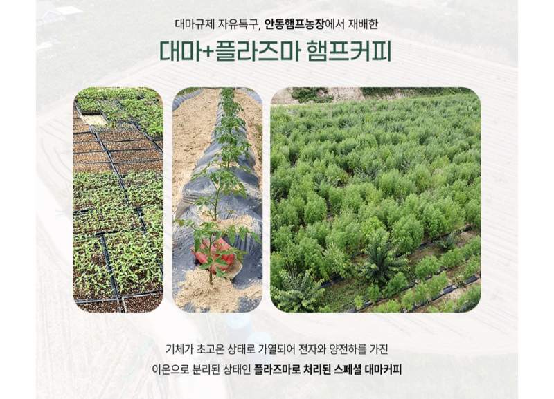 칸나빈커피
